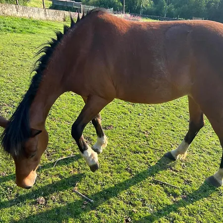 Landhaus Casa Camino Do Eume A Coruña